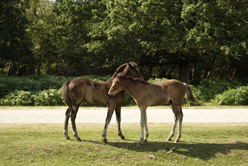 Nutrition of the Weanling Foal: From Weaning to Twelve Months